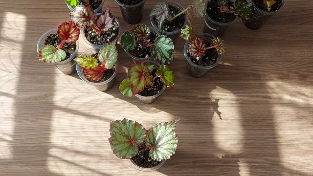 Детки декоративно-лиственных бегонии. смотреть онлайн