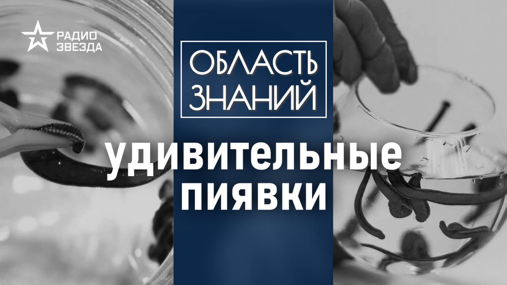 Зачем пиявке три челюсти? Лекция биолога Натальи Носовой смотреть онлайн