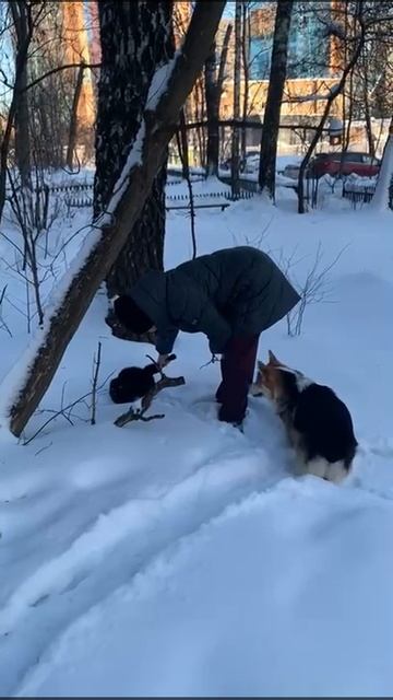 #МАНЧКИН котенок утонул в снегу #shorts смотреть онлайн