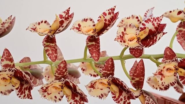 Квітне катасетум від Sunset Valley Orchids. Catasetum Orchidglade x tigrinum SVO 7345 blooming смотреть онлайн