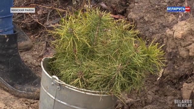 Забота о природе: белорусы сажают деревья в рамках акц