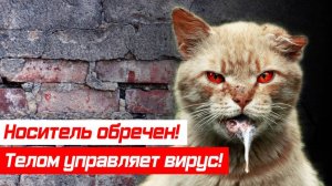 Что такое бешенство животных?