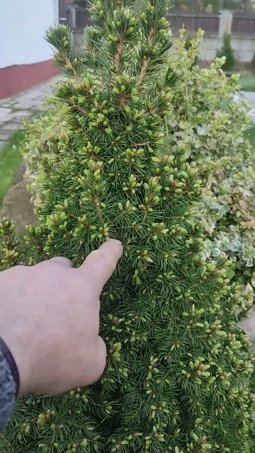 как цветут канадские ели ! #ideas #канадскаяель #коника #с смотреть онлайн