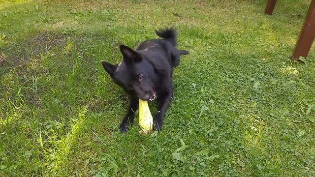 Шипперке Джая с кабачком на дачном участке) смотреть онлайн