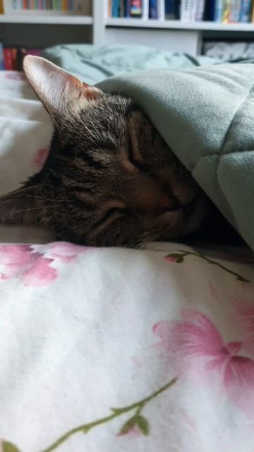 У нас есть дома кот...Соблюдайте тишину. Котик спит. смотреть онлайн