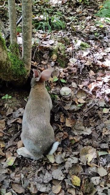 Дикий европейский кролик #кролики смотреть онлайн