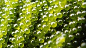 Попробовал морской виноград: японцы едят его постоянн