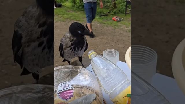 АБХАЗСКАЯ ВОРОНА ГОТОВИТЬСЯ К РЕЙСУ