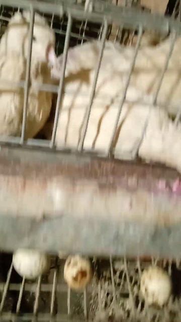 Перепелки и куры едят геркулесовую кашу со свеклой. смотреть онлайн