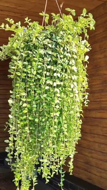 Дихондра. #дихондра #цветы ##красивыерастения смотреть онлайн