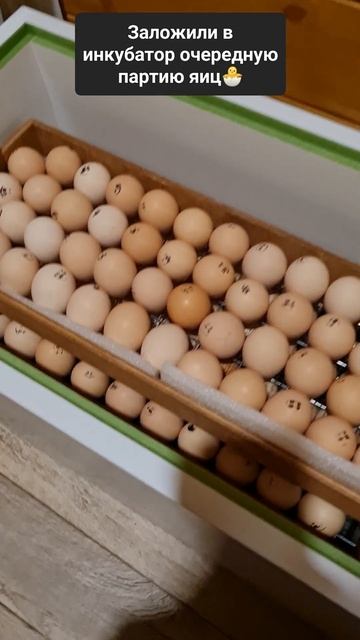 Инкубатор Норма Парка 120 смотреть онлайн