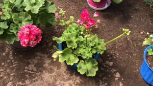 Пеларгония. ЮВ Византия.