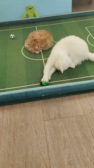 ⚽ 🏆 #Футбол. Чемпионат мира среди котят. 14,05,2025 #шорты смотреть онлайн