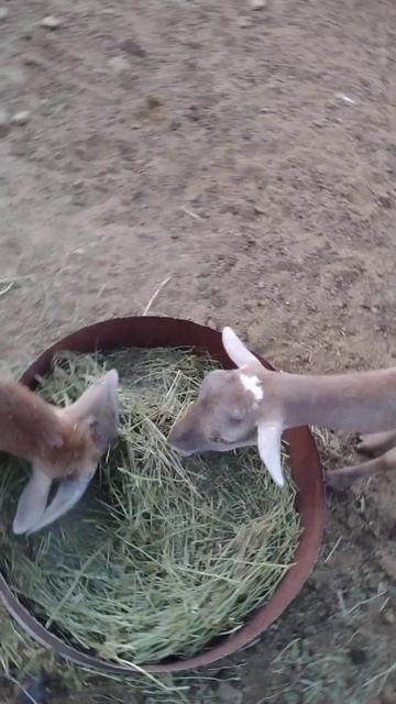 Our sheep eat hay🌿🐑🐏😃/ Наши овцы едят сено🐑🐏🌿😊 смотреть онлайн