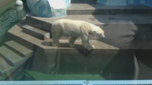 Белые медведи.Зоопарк НОВОСИБИРСК
