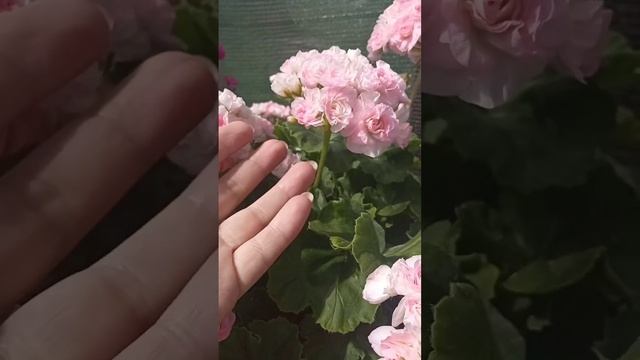 ТА Эммануэль #пеларгония #цветы #розы смотреть онлайн