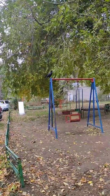 Грач в раздумьях🤣🎠🎡🎢 #top #качели #смешные #живое #ю? смотреть онлайн