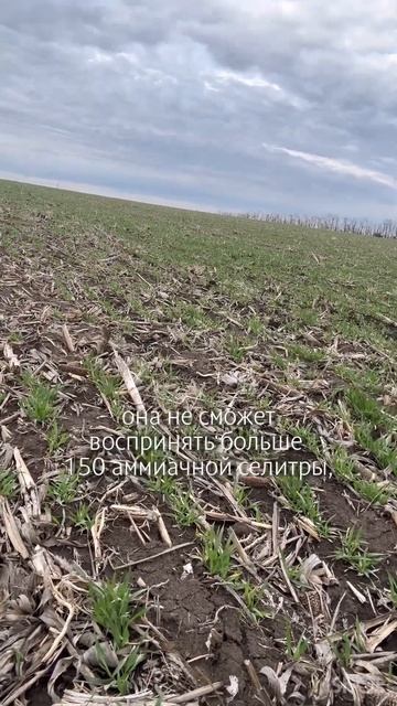 Чем кормить весной слабый ячмень? #сельскоехозяйство # смотреть онлайн