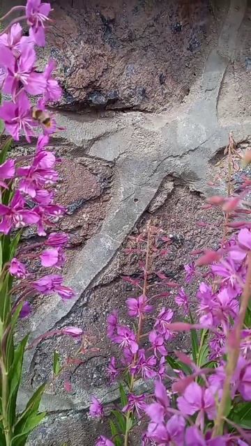 🌺ГОРНЫЙ ИВАН-ЧАЙ🌺 смотреть онлайн