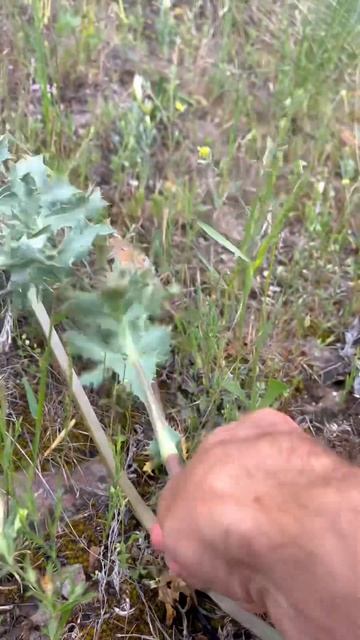 В горах Армении растёт эта трава? 😳Полезно и вкусно! #? смотреть онлайн