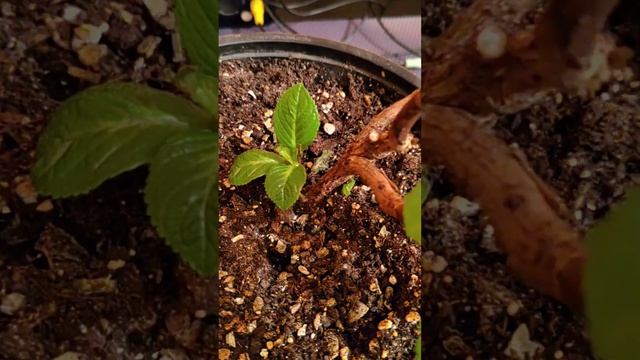 Зимовка крупнолистовой Гортензии в домашних условиях смотреть онлайн