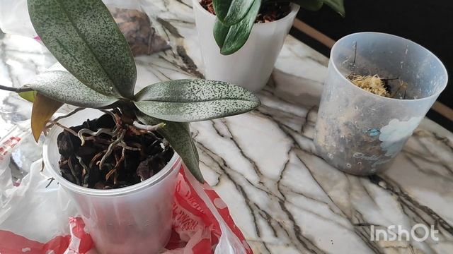 Мои новинки из Байкальских цветов и пересадка#обзор#202