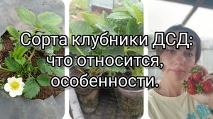 Сорта клубники ДСД. Что относится к этой группе, почему так называется, какие виды сортов клубники