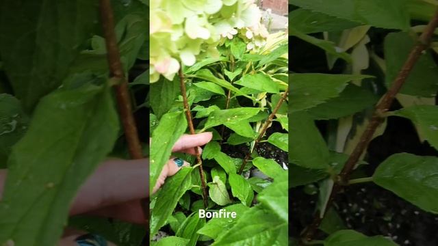 Гортензия Bonfire после дождя смотреть онлайн