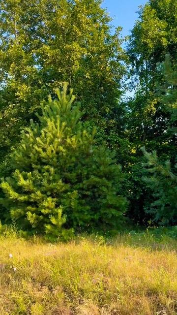 Мій ранок🌲 #бацзы #феншуй #nature #fengshui #lake #гороскоп #love #у смотреть онлайн
