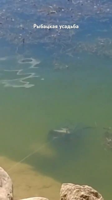 МАЛЁК МНОГО МАЛЬКА #рекомендации #как #рыбалка #сазан #? смотреть онлайн