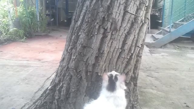 Прикол про кота и мышь смотреть онлайн