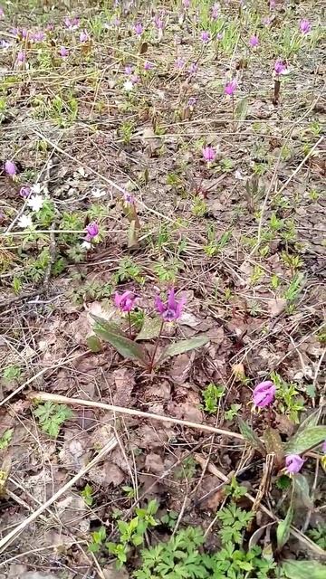 Ветреница и кандык. смотреть онлайн