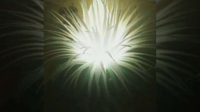 Настольный светильник 