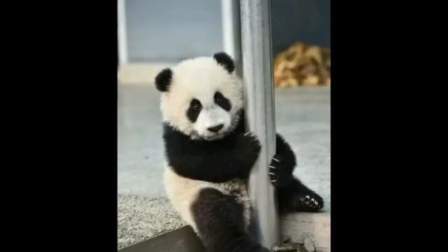 Клип под песню"Маленькая панда" смотреть онлайн