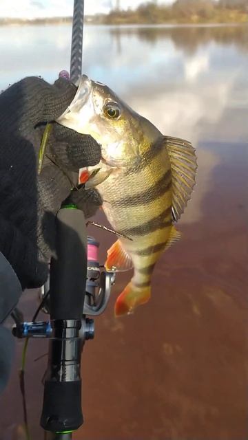 КРУТОЙ СПИННИНГ для МОРЯ и ПРЕСНОЙ ВОДЫ. 2 ВЕРШИНЫ + 3 КО