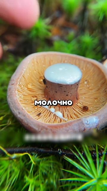 Как правильно собирать грибы? #наука #грибы #факты смотреть онлайн