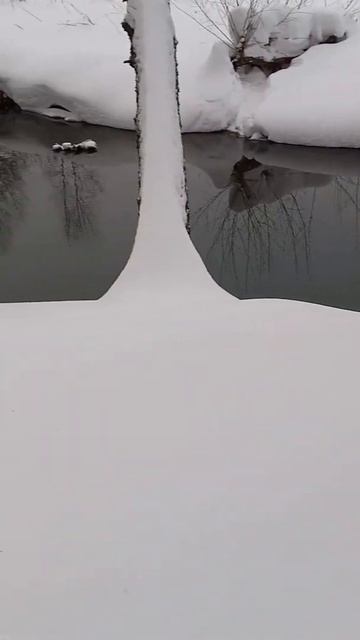 Одинокая береза на зимнем берегу. смотреть онлайн