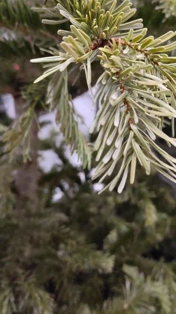 Пихта Нордмана #краснодарскийкрай #дерево #елка смотреть онлайн