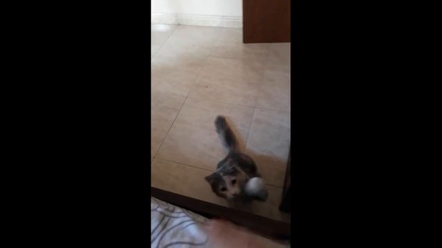 Первое "Вставай! Есть давай!!"😹 смотреть онлайн