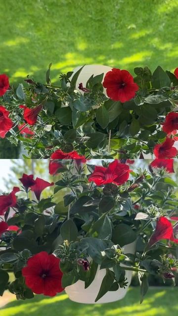 В саду красная петунья смотреть онлайн