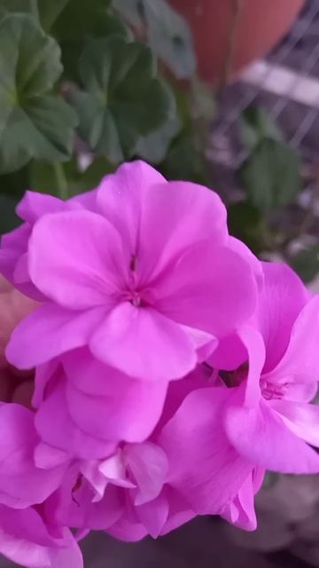 Плющелистная пеларгония PAC Blue Sybil 💗#пеларгонии #pelargonium смотреть онлайн