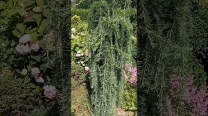 Плакучая лиственница на штамбе.Как поднять высоту шта