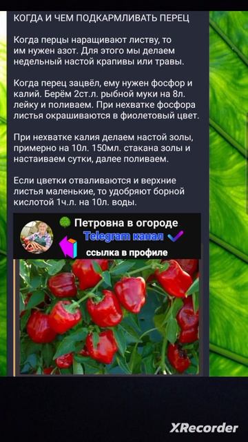 🍏Советы по выращиванию перца🌶 смотреть онлайн