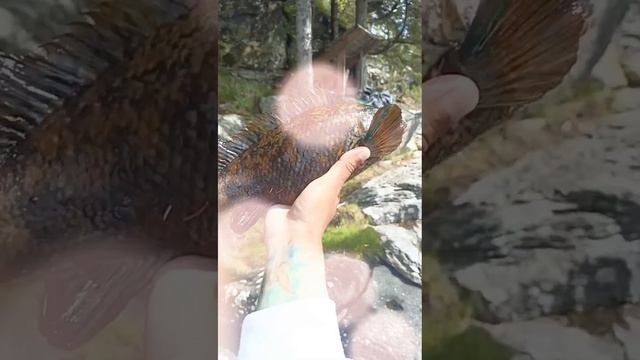 Владимир Песня / Два Берега рыбалка музыка шансон #shorts смотреть онлайн