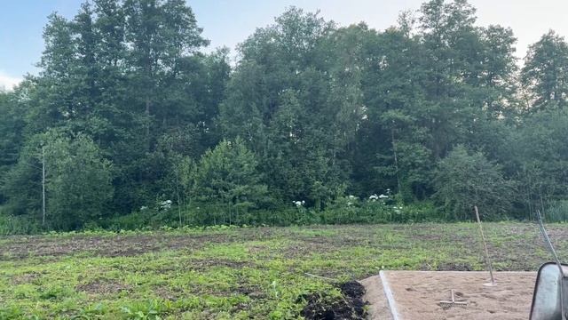 БОРЩЕВИК ОПАСЕН. БОРЕМСЯ СРАЗУ #борщевик #сад #angelsgarden