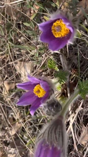 Сон-трава. Цветы Крыма. Красоты Крыма. #крым2024 #айпетри смотреть онлайн