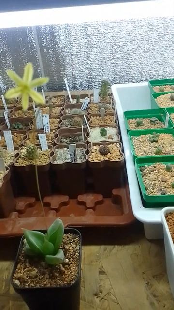 Bulbine mesembryanthemoides. Бульбина зацвела. смотреть онлайн