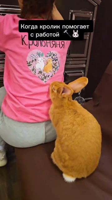 Когда кролик помогает с работой #ферма #кролик #кролик? смотреть онлайн