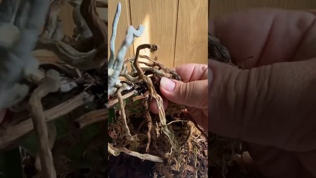 Сухие, гнилые корни смотреть онлайн