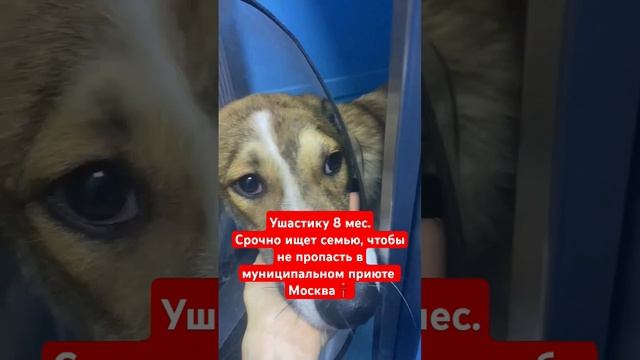 В выходные забирают в муниципальный приют. Есть ли шан смотреть онлайн